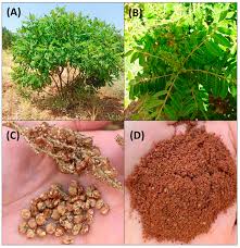 Image result for Searsia gueinzii