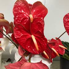 Does not sell to the. Production Selection M M Cut Flora Wholesale Florist In Denver Co