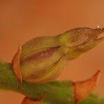 Image result for Bulbophyllum encephalodes