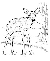 There are tons of great resources for free printable color pages online. Free Printable Deer Coloring Pages For Kids