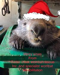 Shared from Cedar Creek Wombat Rescue Inc Facebook page