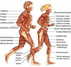 Find diagnosis, treatment, and prevention information on more than 20 different muscle and bone diseases and conditions affecting the musculoskeletal system. 10 Muscle Skeletal Ideas Muscular System Muscle Human Body