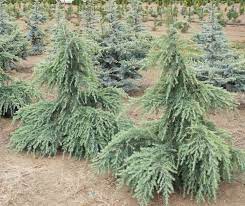 Check spelling or type a new query. Feelin Blue Weeping Deodar Cedar New Life Nursery