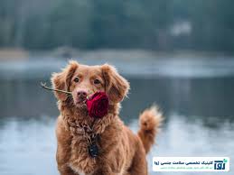 پارافیلیا زوفیلیا یا حیوان خواهی و خطرات آن - دکتر حمید مهرابی