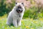 Keeshond Dog Breed Information - American Kennel Club