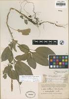 Image result for Hilleria