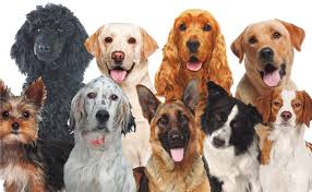 Resultado de imagen para perros