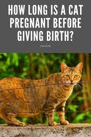 How Long Is A Cat Pregnant Before Giving Birth Kitty Cats Blog Pregnant Cat Cat Birth Pregnant