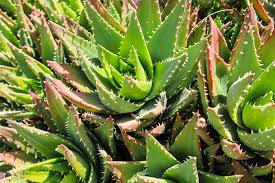 Image result for Aloe