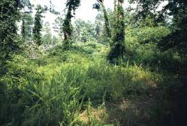 Image result for Hemarthria natans