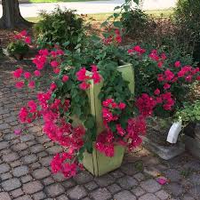 A Beautiful Ruby Red Bougainvillea Cascading Over A Pale Green Ceramic Pot A Nice Change From