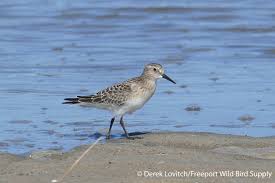 View and download sandpiper s1f service & operation manual online. Baird S Sandpiper Maine Birding Field Notes