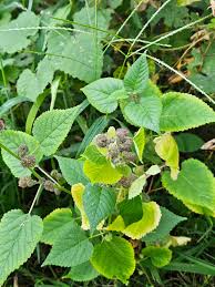 Image result for Vellereophyton dealbatum