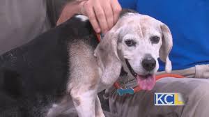 5918 broadmoor st, mission, ks 66202. Shep S Place Gives Senior Dogs A Second Chance