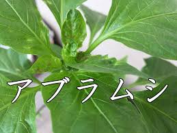 アブラムシ 対策 駆除 家庭菜園 簡単