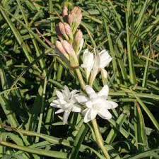Image result for Polianthes tuberosa