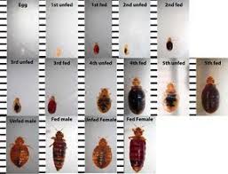bed bug identification chart want to know if you have seen a bedbug consult this chart for pictures of bedbugs at bed bug bites bed bugs bed bug remedies