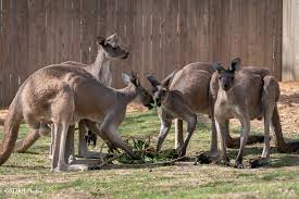 Image result for kangaroo