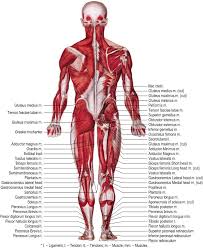 Lower Muscles Diagram Wiring Diagrams