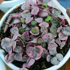 Image result for Ceropegia meyeri