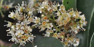 Image result for Heteropyxis natalensis