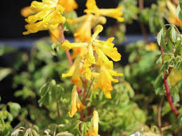 Golden corydalis will grow to be about 12 inches tall at maturity, with a spread of 12 inches. Gelber Lerchensporn Corydalis Lutea Fur Deinen Garten