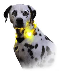 Lighted dog collars can make your pet more visible and safer at night. Led Dog Collar Leuchtie For Dogs Glowdoggie