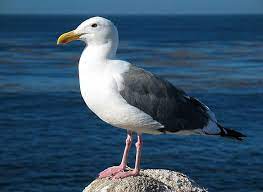 They are most closely related to the terns (family sternidae) and only distantly related to auks, skimmers and even more distantly to waders. Flora And Fauna Coastal Care State Birds Animals Gull