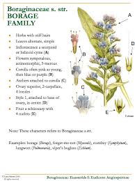 Image result for Boraginaceae