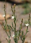 Image result for Oxygonum delagoense