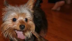 Yorkshire terriers live about 12 to 15 years. Yorkshire Terrier Revvet De
