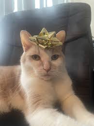 My baby recently got diagnosed with heart failure and his hind legs stopped  working. He a fighter tho, we doin bicycle kicks n tons of meds daily,  movement is slowly coming back🫡 :