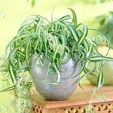 Image result for Chlorophytum galpinii