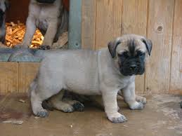 English mastiff mix puppies for sale if you are interested in purchasing english mastiff mixes, there are several important things … Bull Mastiff Puppies Puppies Photos Dog Photos Dog Breeds