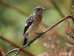 0( 0 votos) publicado el 15/06/2018. Tarabilla Comun Saxicola Torquatus Naturalista