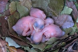 I really went all out with the downy fuzz. Baby Bird Glossary And Definitions