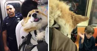 ­ additional puppies available soon. Guy Carries His Corgi In His Backpack Brightens Everyone S Day As They Commute 31 Pics Bored Panda