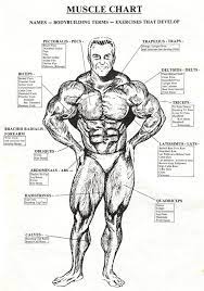 +18 daily muscle pics and videos. Muscle Chart Healthy Fitness Names Workouts Tricep Bicep Abs Project Next Bodybuilding Body Muscle Chart Muscle Anatomy Fitness Motivation Inspiration