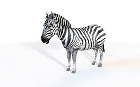 Zebra 3d Model On Cubebrush Co In 2020 Zebra 3d Model Low Poly Models