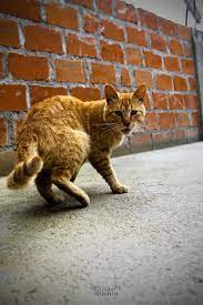 3 micho micho micho animals cats photography