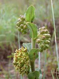 Pin On Wildflowers Texas Oklahoma