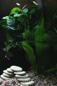 Echinodorus 9 Low Light Aquarium Plants Planted Aquarium Freshwater Aquarium Plants Plants