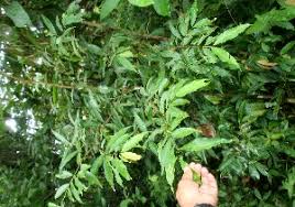 Image result for Erythroxylum emarginatum