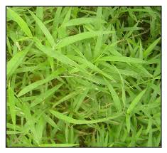 Image result for Paspalum conjugatum