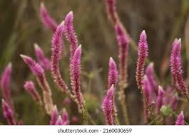 Image result for Hermbstaedtia