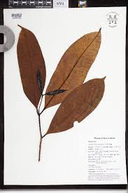 Image result for Syzygium owariense