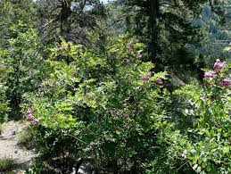 Image result for Lotononis serpentinicola