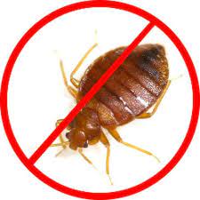 Shop a109, monarch plaza, sector 11, cbd belapur, sector 11. 45 Days Bed Bug Pest Control Service Rashtriya Chemical Herbal Pest Control Service Id 21361624262