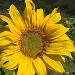 Summer Solstice Yoga with Megan of MOJA Yoga