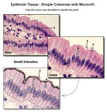 Simple Columnar Epithelium With Microvilli Human Anatomy And Physiology Molecular Biology Anatomy And Physiology